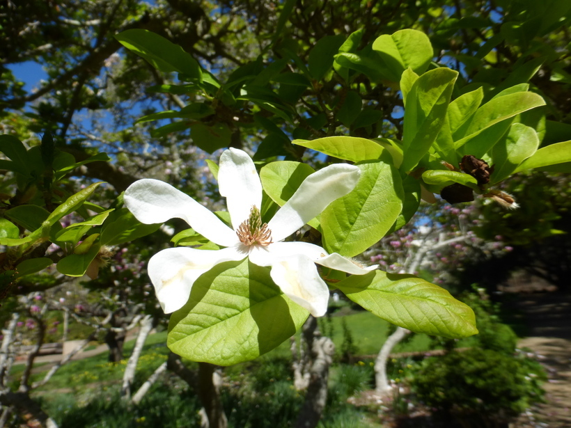 Image of Kobus magnolia