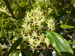 Image de Pittosporum eugenioides A. Cunn.