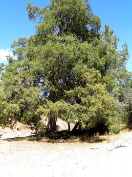 Image of Drooping Juniper