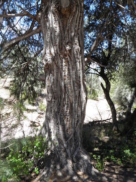 صورة Juniperus flaccida Schltdl.