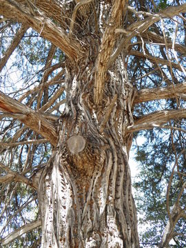 Image of Drooping Juniper