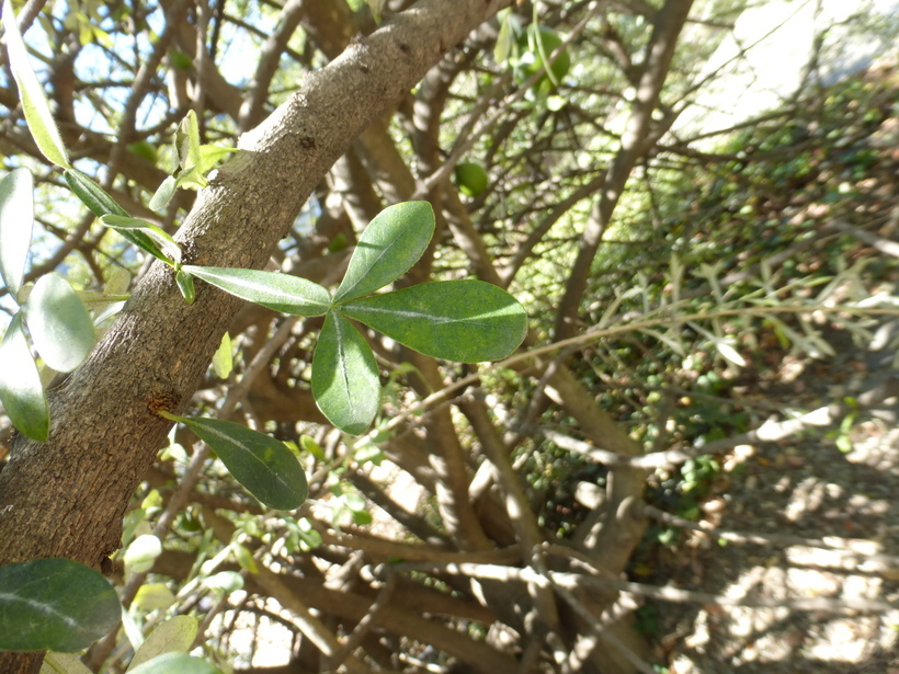 Image de Crescentia alata Kunth