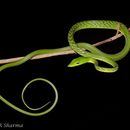 Image of Asian Longnose Whipsnakes