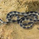 Hydrophis cyanocinctus Daudin 1803 resmi