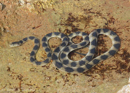 青環海蛇的圖片