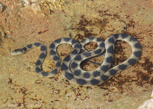 Imagem de Hydrophis cyanocinctus Daudin 1803