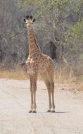 Image of South African Giraffe