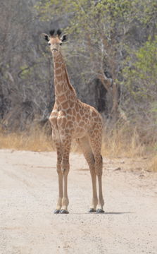 Plancia ëd <i>Giraffa camelopardalis giraffa</i>