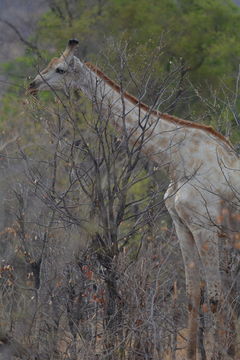 Imagem de <i>Giraffa camelopardalis giraffa</i>