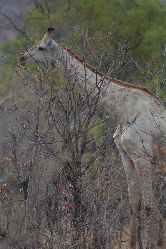 Image of South African Giraffe