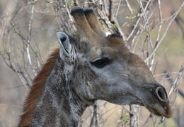 Image of South African Giraffe