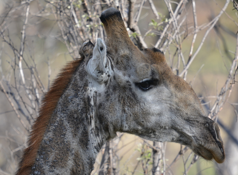 Image of South African Giraffe