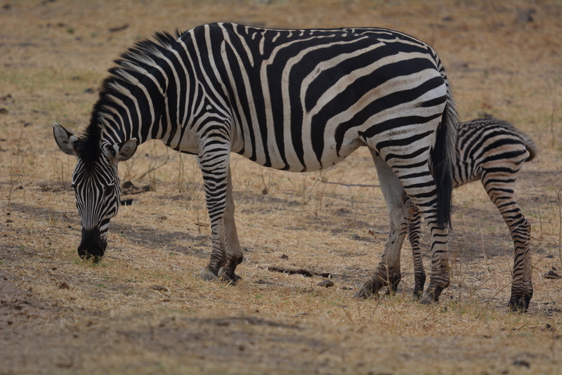 Image of Chapman's zebra