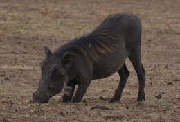 Image de Phacochère Commun