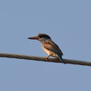 Image of Striped Kingfisher