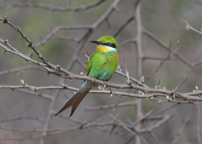 Image of Swallow-tailed Bee-eater