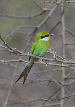 Image of Swallow-tailed Bee-eater