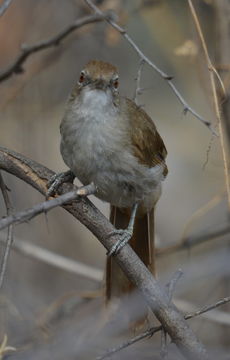 Image of Terrestrial Brownbul