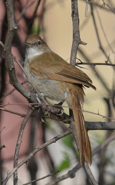 Image of Terrestrial Brownbul