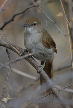 Image of Terrestrial Brownbul