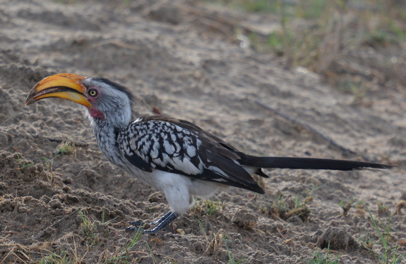 Image of Southern Yellow-billed Hornbill