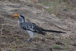 Image of Southern Yellow-billed Hornbill