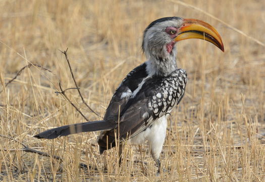 Image of Southern Yellow-billed Hornbill