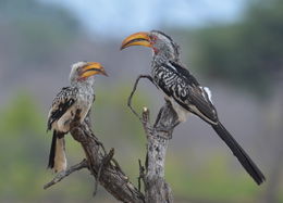 Image of Southern Yellow-billed Hornbill