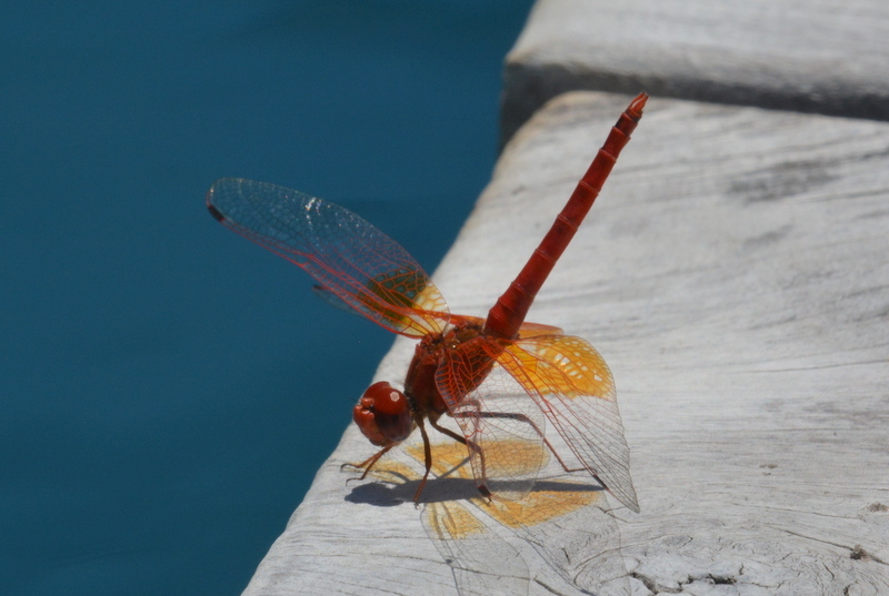 Imagem de Trithemis kirbyi Selys 1891