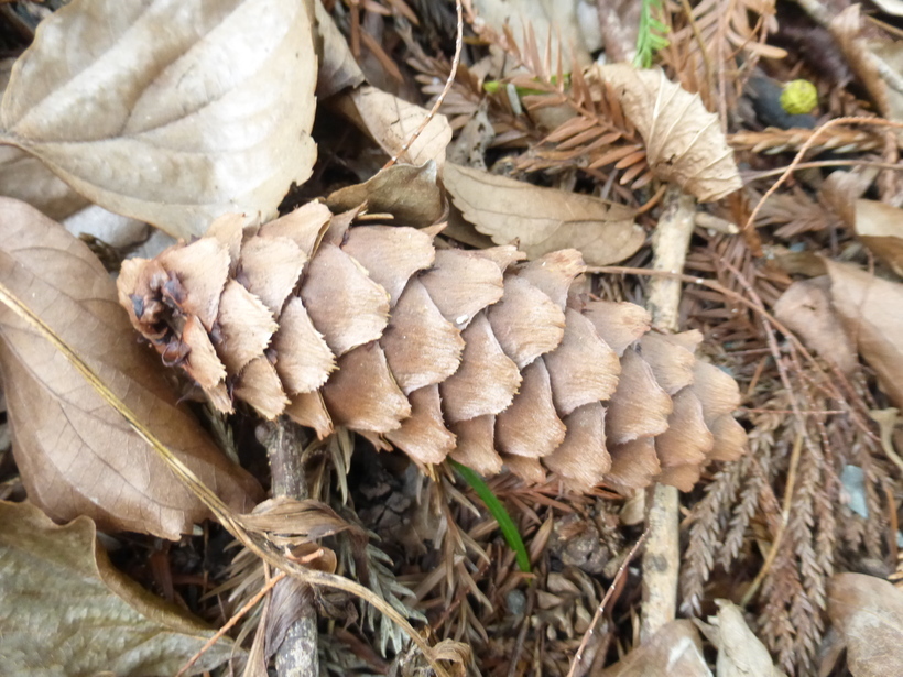 Sivun Keteleeria davidiana (Bertrand) Beissn. kuva