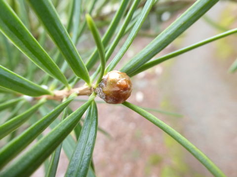 Image of Evelyn keteleeria