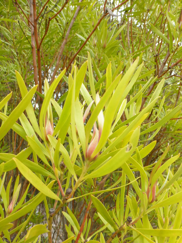Image of Leucadendron eucalyptifolium Buek ex Meissn.