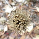 Image de Liquidambar formosana Hance