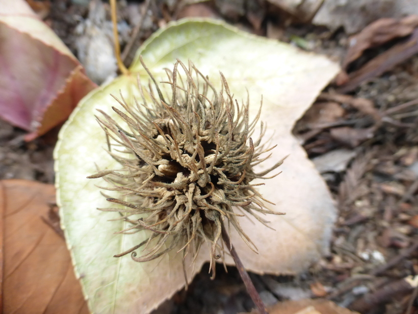 Image of Chinese Sweetgum