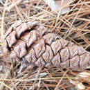 Sivun Pinus luchuensis Mayr kuva