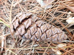 Image of Luchu Pine