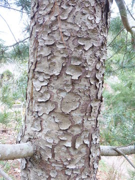 Image of Korean Pine