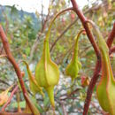 Imagem de Eucalyptus forrestiana Diels