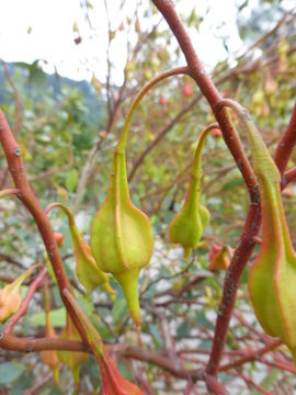 Image of fuschia gum