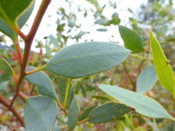 Imagem de Eucalyptus forrestiana Diels