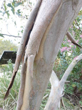 Imagem de Eucalyptus forrestiana Diels