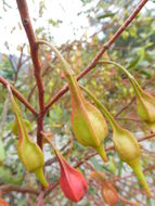 Imagem de Eucalyptus forrestiana Diels