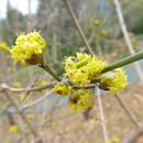 Image de Cornus officinalis Siebold & Zucc.