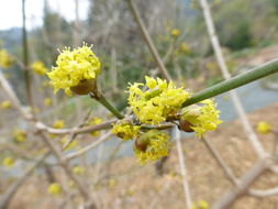 Plancia ëd Cornus officinalis Siebold & Zucc.