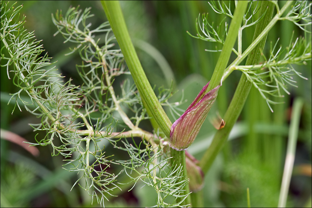 Image of Meum athamanticum Jacq.