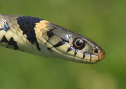 Image of Grass Snake