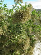 Image of Celosia floribunda A. Gray