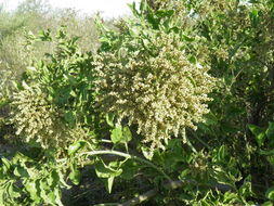 Image of Celosia floribunda A. Gray