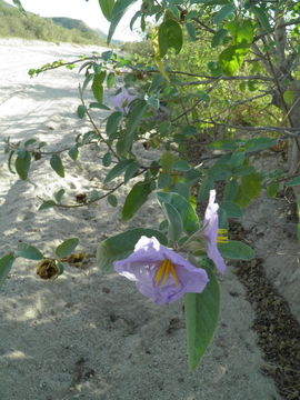 Image of Hinds' nightshade