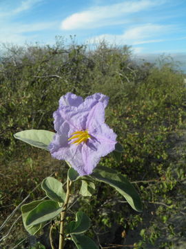 Image of Hinds' nightshade